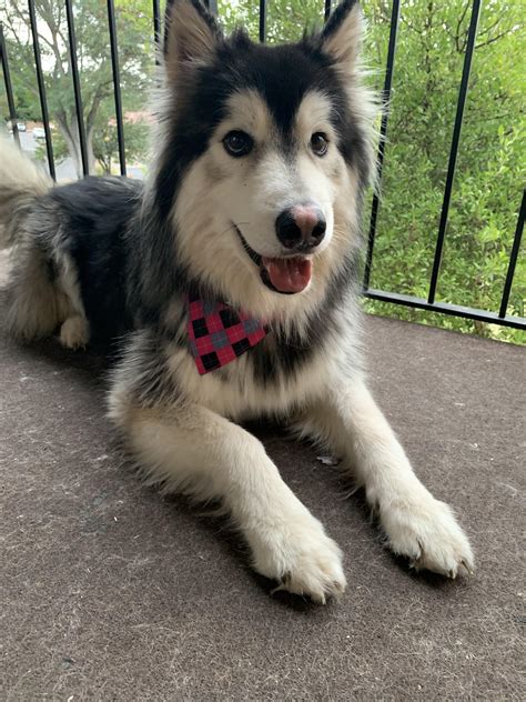 phil the malamute|RIP Phil : r/malamute .